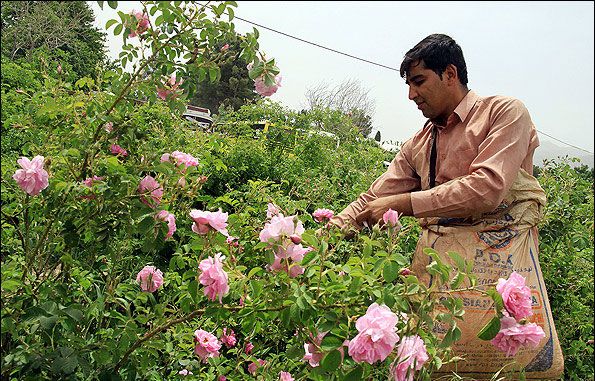 Iran Visa - Rose Water in Meymand, Shiraz | Rose Water Season in Iran